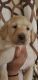 Labrador Retriever Puppies for sale in South Jersey, NJ, USA. price: $2,000