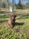 Labrador Retriever Puppies for sale in Heber Springs, AR 72543, USA. price: NA