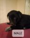 Labrador Retriever Puppies for sale in Grand Blanc, MI 48439, USA. price: $350