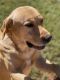 Labrador Retriever Puppies for sale in Hardy, VA 24101, USA. price: NA