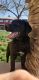 Labrador Retriever Puppies for sale in Beaver, UT 84713, USA. price: NA