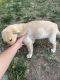 Labrador Retriever Puppies for sale in Florence, CO 81226, USA. price: $500