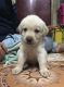 Labrador Retriever Puppies for sale in Borivali, Mumbai, Maharashtra, India. price: NA