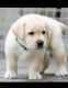 Labrador Retriever Puppies for sale in Delhi, India. price: 15000 INR