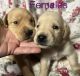 Labrador Retriever Puppies for sale in Schroon Lake, NY 12870, USA. price: $800