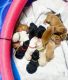 Labrador Retriever Puppies for sale in Osawatomie, KS 66064, USA. price: $400