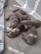 Labrador Retriever Puppies for sale in Katy, TX, USA. price: $1,200