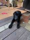 Labrador Retriever Puppies for sale in Baltimore, MD 21229, USA. price: $800