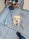 Labrador Retriever Puppies for sale in 4554 White Sage St, Sacramento, CA 95834, USA. price: NA