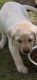 Labrador Retriever Puppies for sale in Winston-Salem, NC 27103, USA. price: NA