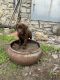 Labrador Retriever Puppies for sale in Welch, OK 74369, USA. price: $600