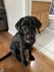 Labrador Retriever Puppies for sale in Land O' Lakes, FL 34639, USA. price: NA