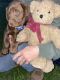 Labrador Retriever Puppies for sale in Hudson, MI 49247, USA. price: $900
