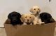 Labrador Retriever Puppies for sale in North Platte, NE 69101, USA. price: $650
