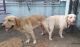 Labrador Retriever Puppies for sale in Maraimalai Nagar, Tamil Nadu, India. price: 10000 INR