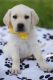 Labrador Retriever Puppies for sale in Trafalgar, IN 46181, USA. price: NA
