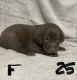 Labrador Retriever Puppies for sale in Spirit Lake, IA 51360, USA. price: NA