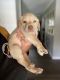 Labrador Retriever Puppies for sale in Lakeland, FL, USA. price: $1,500