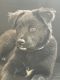 Labrador Retriever Puppies for sale in Ozone Park, Queens, NY, USA. price: $1,000