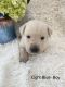 Labrador Retriever Puppies for sale in Rockwall, TX, USA. price: NA