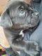 Labrador Retriever Puppies for sale in Oxford, ME, USA. price: NA