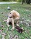 Labrador Retriever Puppies for sale in Clyo, GA 31303, USA. price: NA