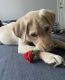 Labrador Retriever Puppies for sale in Columbus, OH, USA. price: $2,000