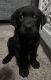 Labrador Retriever Puppies for sale in Lancaster, PA, USA. price: $1,200