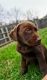 Labrador Retriever Puppies for sale in Cottage Grove, MN 55016, USA. price: $895