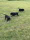 Labrador Retriever Puppies for sale in Kemp, TX 75143, USA. price: $800