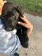 Labrador Retriever Puppies for sale in Weimar, TX 78962, USA. price: NA