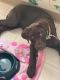 Labrador Retriever Puppies for sale in Cleveland, OH 44111, USA. price: NA