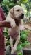 Labrador Retriever Puppies for sale in Mannarkkad, Kerala, India. price: 7000 INR