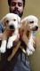 Labrador Retriever Puppies for sale in Belagavi, Karnataka, India. price: 22000 INR
