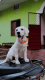 Labrador Retriever Puppies for sale in Chhatia, Odisha, India. price: 10000 INR