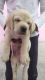 Labrador Retriever Puppies for sale in Khatauli, Uttar Pradesh 251201, India. price: 7000 INR