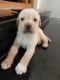 Labrador Retriever Puppies for sale in R.G.Nagar, Periyanaickenpalayam, Tamil Nadu 641020, India. price: NA