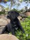 Labrador Retriever Puppies for sale in Dayton, VA, USA. price: NA