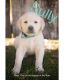Labrador Retriever Puppies for sale in South Jordan, UT, USA. price: $80,000