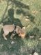 Labrador Retriever Puppies for sale in Budh Vihar Phase II, Sharma Colony, Budh Vihar, New Delhi, Delhi 110086, India. price: 12000 INR