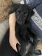 Labrador Retriever Puppies for sale in Miami, FL 33165, USA. price: $800