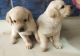 Labrador Retriever Puppies for sale in Sarjapura, Bengaluru, Karnataka 562125, India. price: 16000 INR