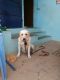 Labrador Retriever Puppies for sale in Tiruchirappalli, Tamil Nadu, India. price: 10000 INR