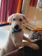Labrador Retriever Puppies for sale in Ambernath, Maharashtra, India. price: 3000 INR