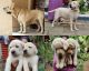 Labrador Retriever Puppies for sale in Kollam, Kerala, India. price: NA