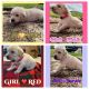 Labrador Retriever Puppies for sale in Davis, OK 73030, USA. price: $750