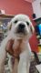 Labrador Retriever Puppies for sale in YESHWANTHPUR RAILWAY STATION, Railway Station Rd, Dr.Ambedkar Nagar, Yeswanthpur, Bengaluru, कर्नाटक 560022, India. price: 6000 INR