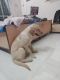 Labrador Retriever Puppies for sale in Laxmi Park Colony, Sadashiv Peth, Pune, Maharashtra 411030, India. price: 12000 INR