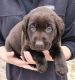 Labrador Retriever Puppies for sale in North Loup, NE 68859, USA. price: NA