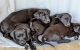 Labrador Retriever Puppies for sale in Terrell, TX 75160, USA. price: NA